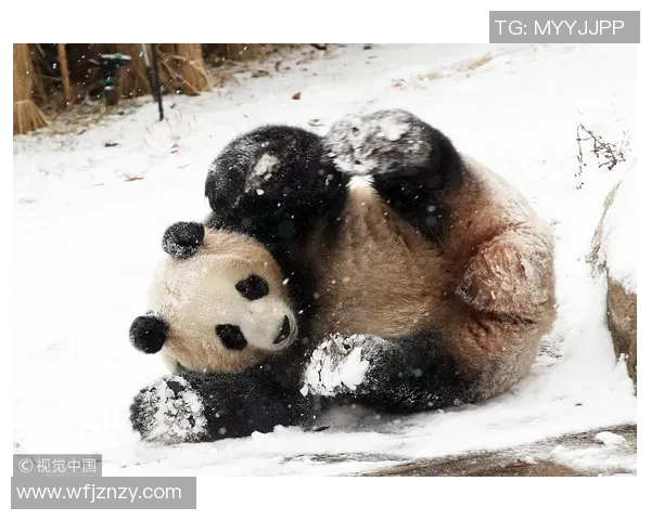 足球明星在银装素裹的雪地中坚持锻炼展现运动精神与毅力 足球明星在银装素裹的雪地中坚持锻炼展现运动精神与毅力